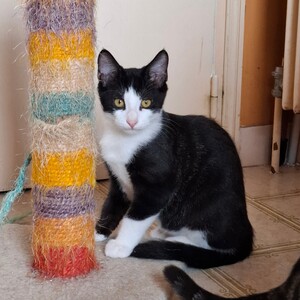 Adopter BIPBIP