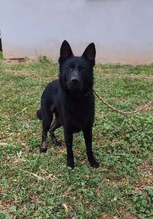 Adopter Loki