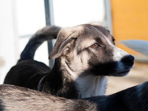 Adopter Hindia
