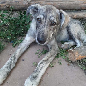 Adopter Crina