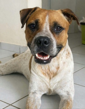 Adopter Rock