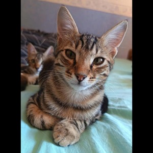 Adopter Ziggy