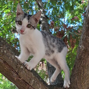 Adopter Barbichat