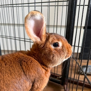 Adopter Trevor