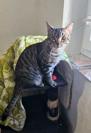 Adopter Oreo