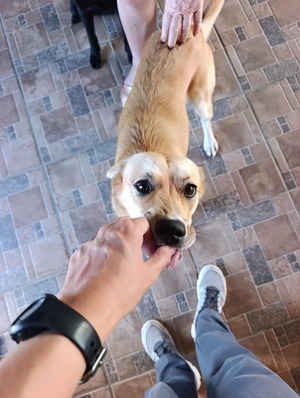 Adopter Canelle
