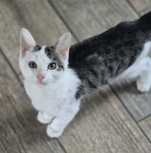 Adopter Thélio