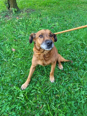 Adopter June