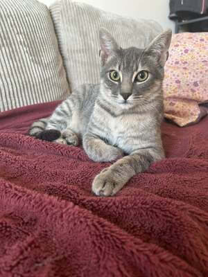 Adopter Malo