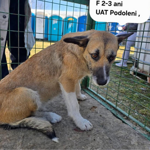 Adopter CARLA