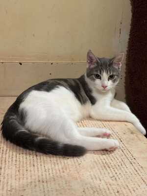 Adopter Vaï