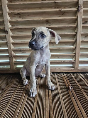 Adopter Fenzo