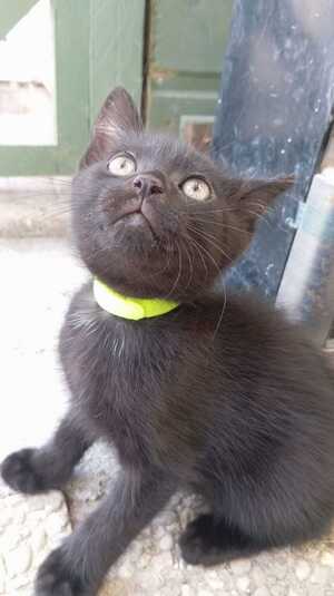 Adopter BETTY