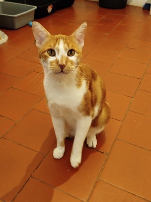 Adopter Nestor