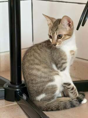 Adopter Texas