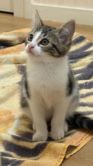 Adopter Romia