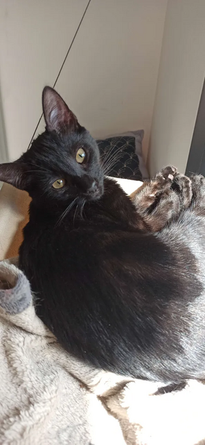 Adopter Rainbow 
