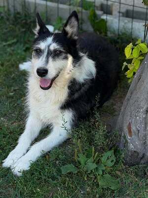 Adopter Orée
