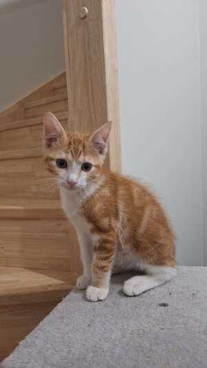 Adopter Minitac