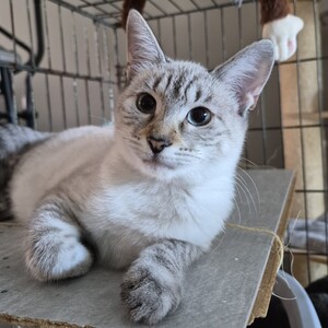 Adopter Banjo
