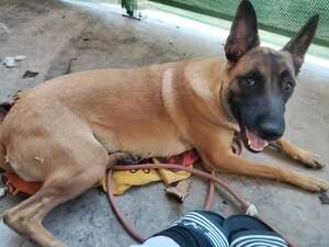 Adopter Chanel