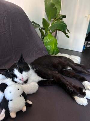 Adopter Timothée