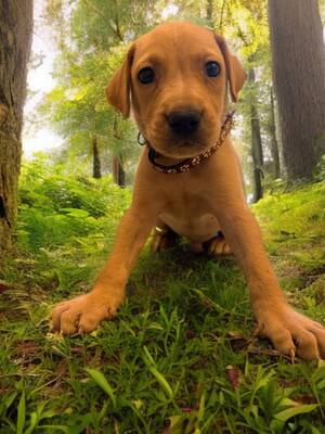 Adopter Aslan