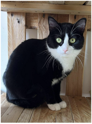Adopter Serena