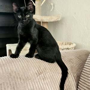 Adopter Grover