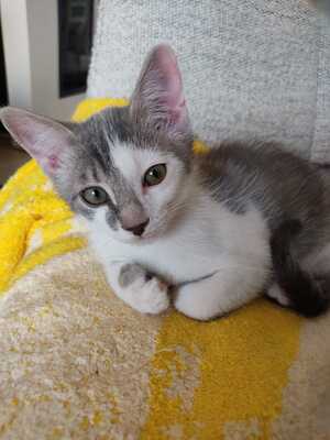 Adopter Bigorneau