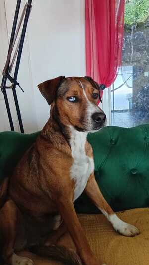 Adopter Stiew
