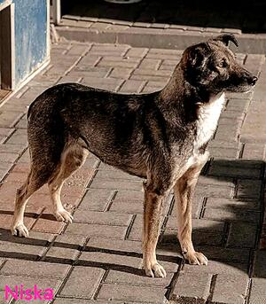 Adopter Niska