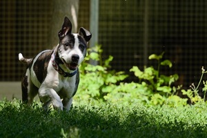 Adopter Prada