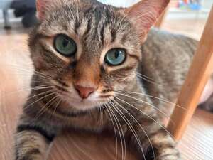 Adopter Gisele