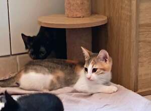 Adopter Eris