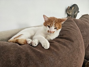 Adopter Taco