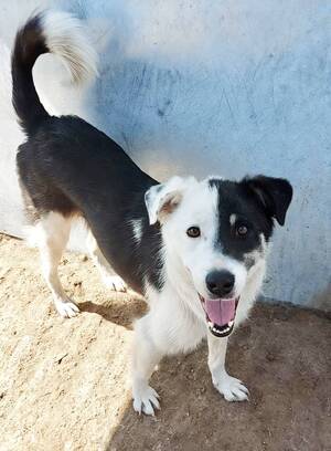 Adopter Flossie