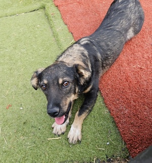 Adopter Benji