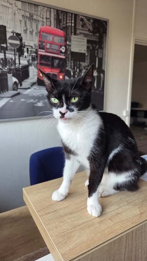 Adopter Lily