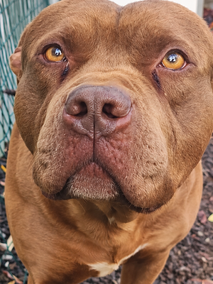 Adopter Choco