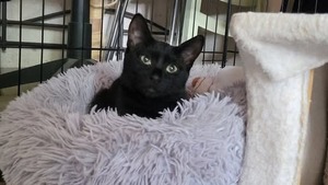 Adopter Arobase
