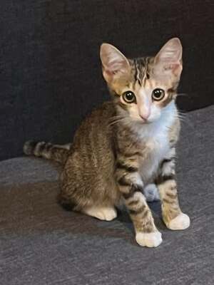 Adopter Thelma