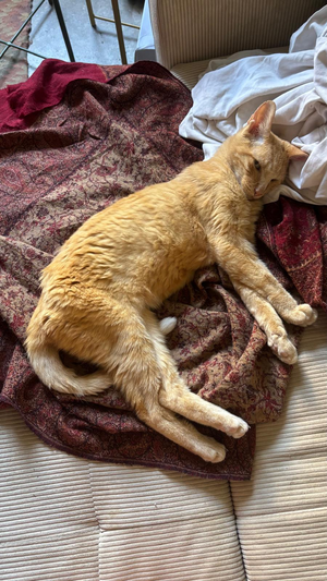 Adopter Paul