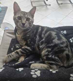 Adopter Milo