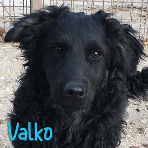 Adopter Valko