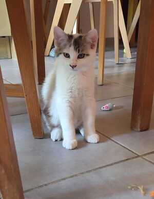 Adopter Bémol