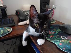 Adopter Bandit