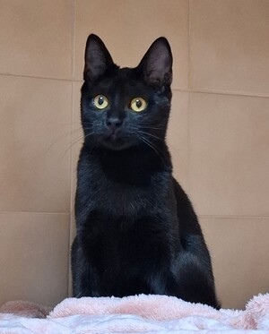 Adopter Beetlejuice