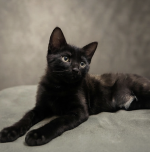 Adopter BALOO