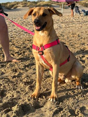 Adopter Simba